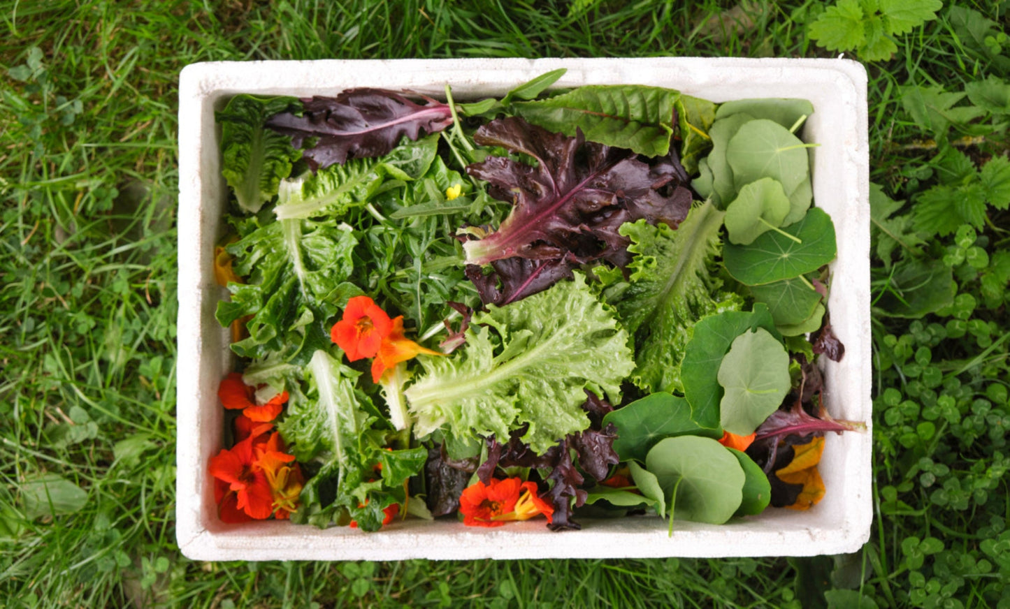 Salad growing masterclass - Tue 3 Mar 10am-1pm