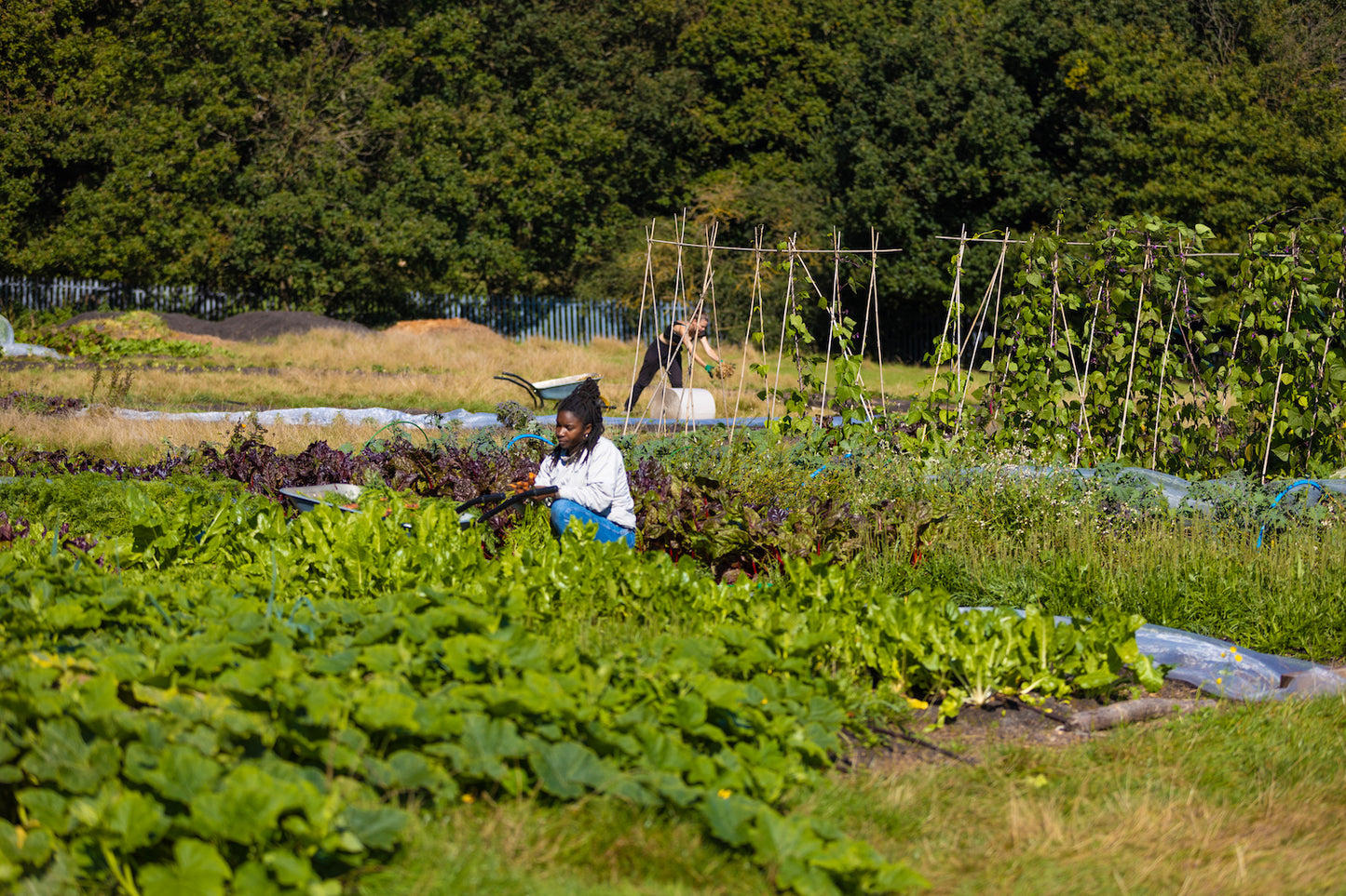 Get growing in 2026! - Sat 21 Feb, 10am-3.30pm