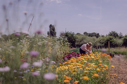 Flower growing through the seasons: one day course
