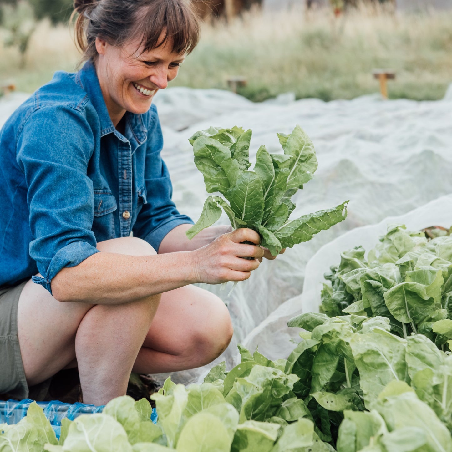 1 Day Organic and No Dig Growing Course