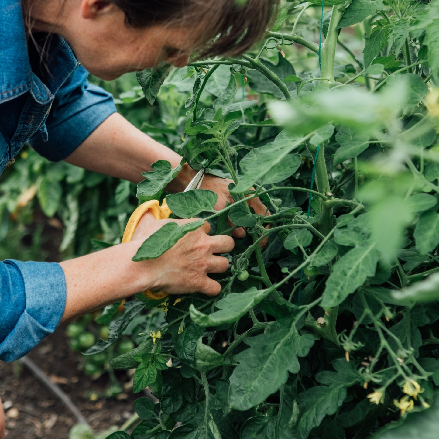 1 Day Organic and No Dig Growing Course