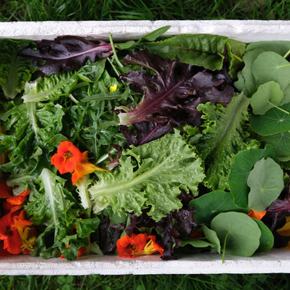 Salad growing masterclass - Tue 3 Mar 10am-1pm