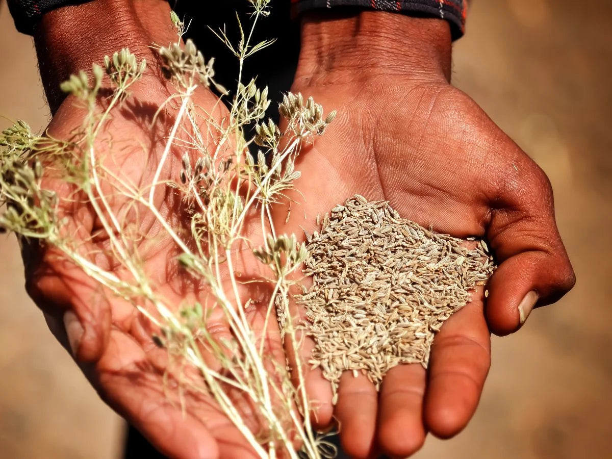 Seed Saving - Wed 24 Sep 10am-1pm