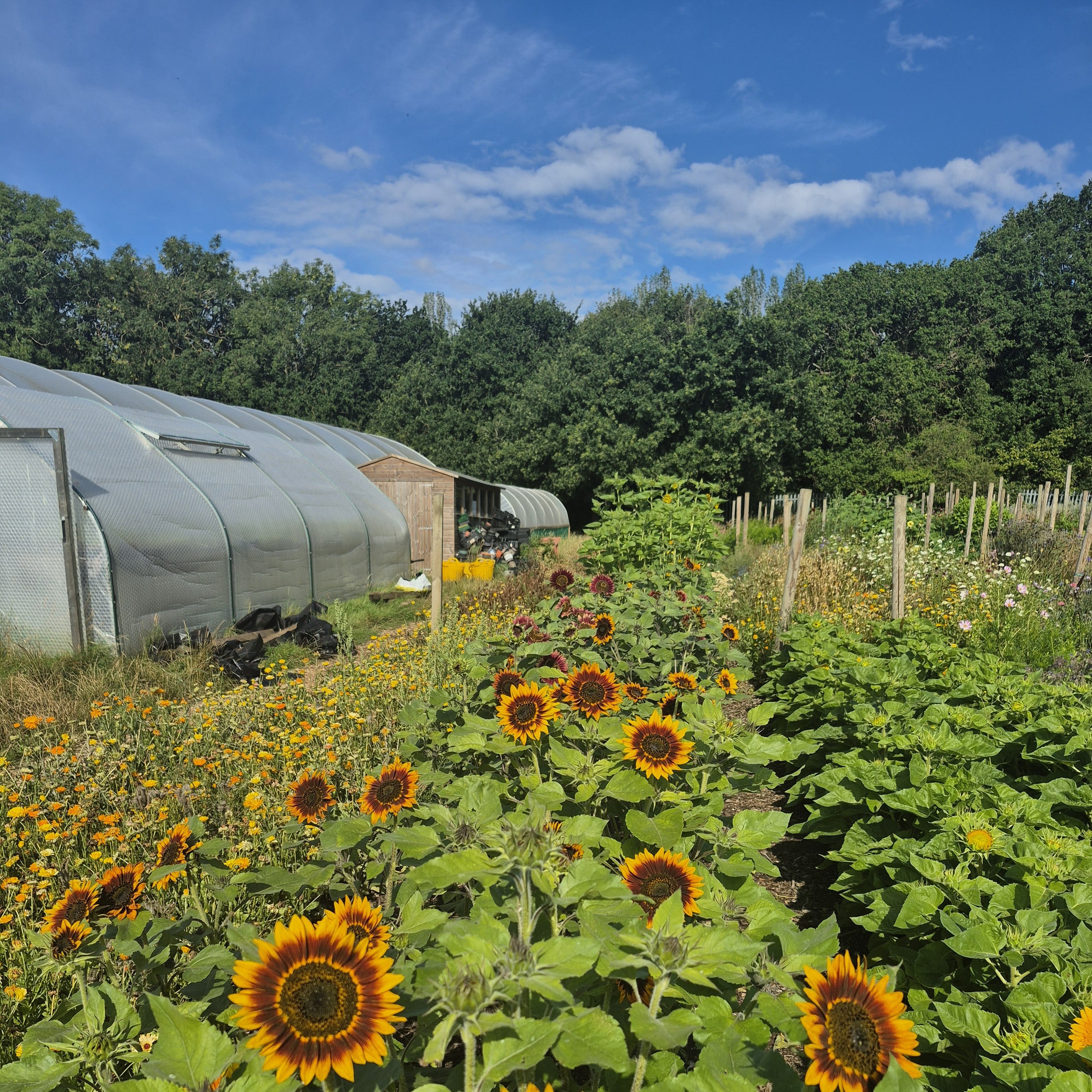 Course or Workshop Gift Card – Sitopia Farm