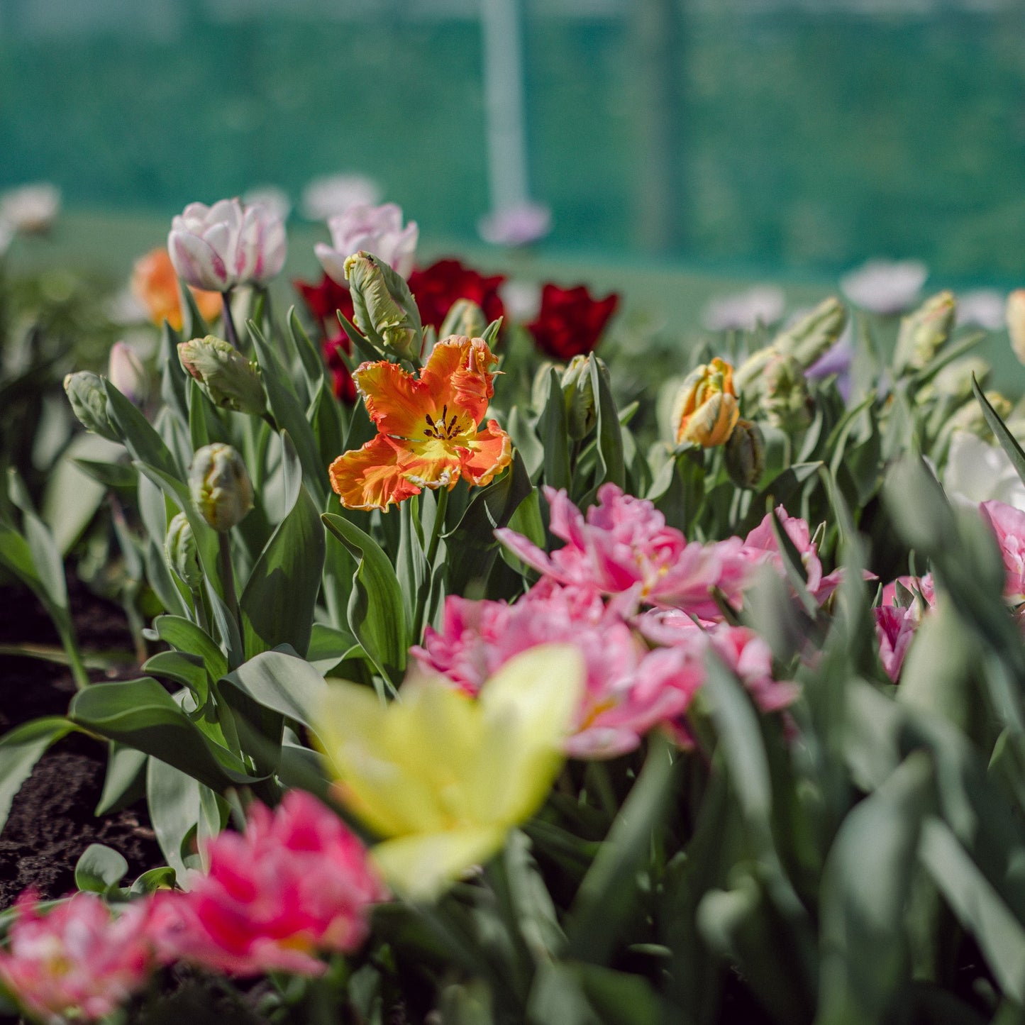 Flower growing through the seasons